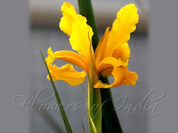 Golden Iris